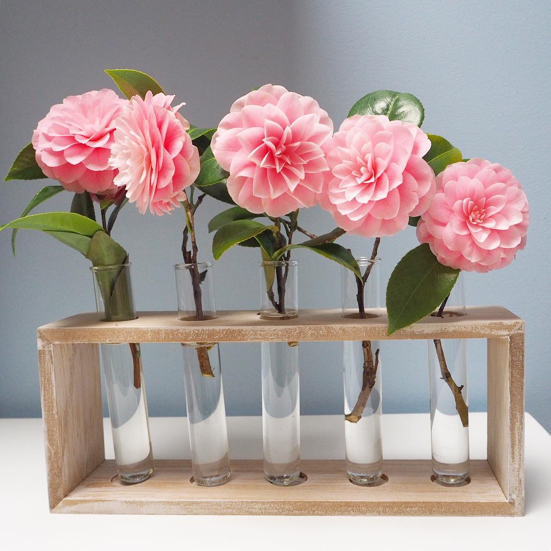 These gorgeous Camellias are brightening up my dining room today.