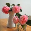 Beautiful Pink Camellias 2